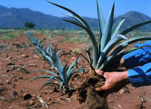 Agave landscape
